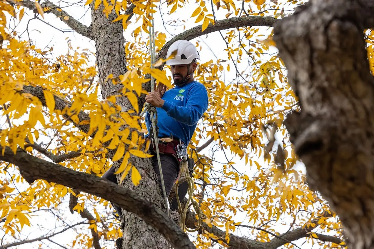 Skilled Tree Pruning crew working in New Madrid