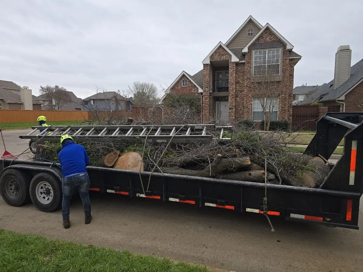 Expert Tree Pest Control with proper safety equipment in New Madrid